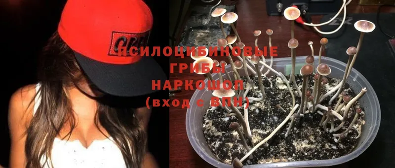 площадка наркотические препараты  Буинск  Галлюциногенные грибы Psilocybe  наркота 